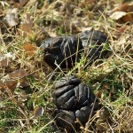 Cape Buffalo dung,