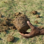 Elephant's dung