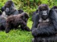 Gorilla Trekking in Uganda