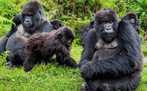 Gorilla Trekking in Uganda