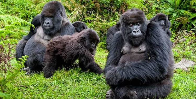 Gorilla Trekking in Uganda