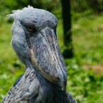 birding in Uganda