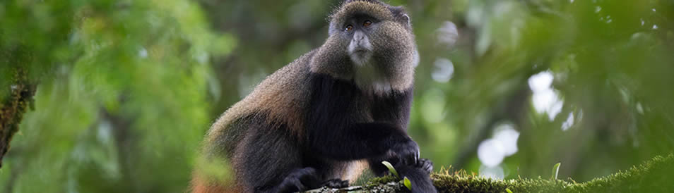 golden-monkey-rwanda