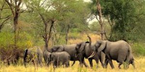 Uganda safari