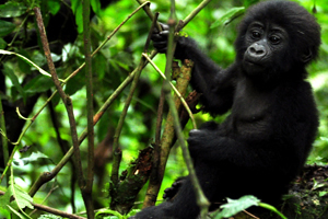 uganda gorilla tour