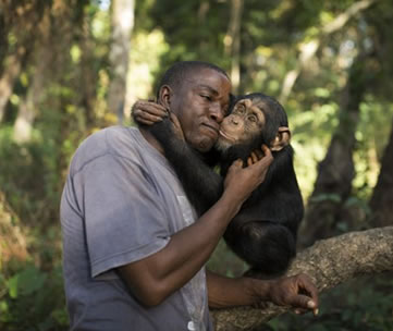 A Chimpanzee