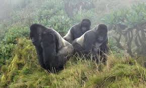 gorilla trekking and habituation
