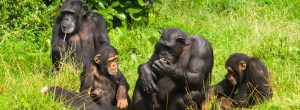 chimpanzee trekking