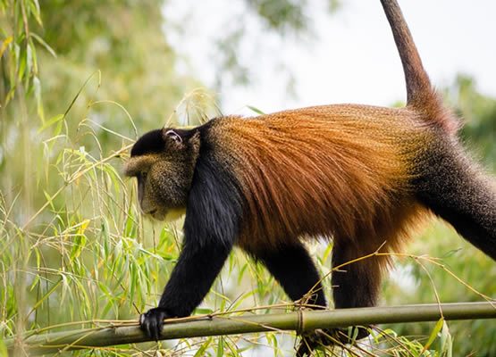 golden monkey trekking