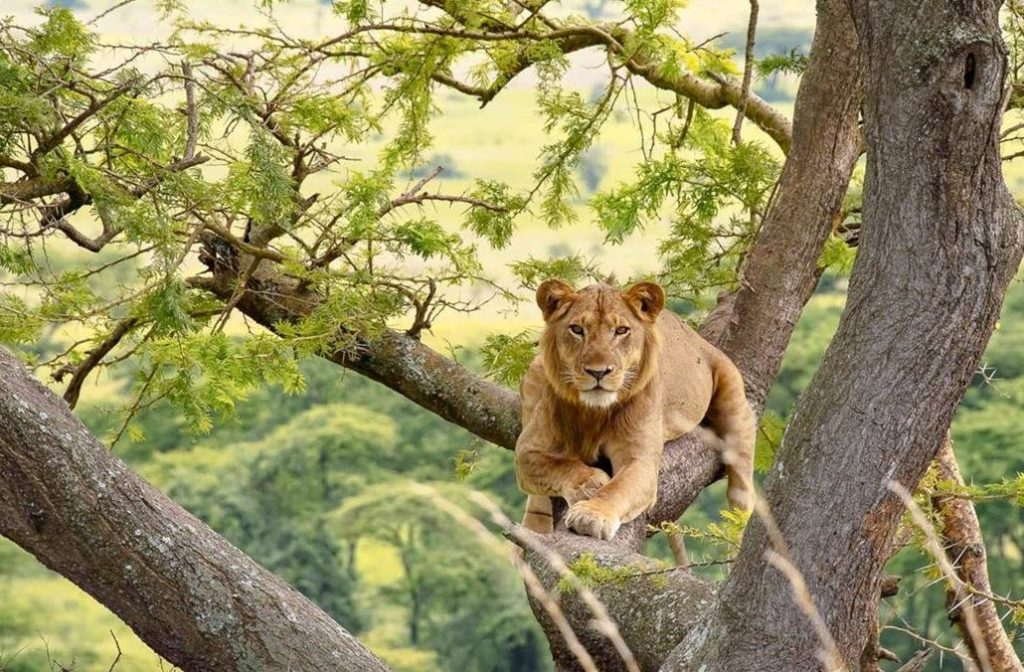 Queen Elizabeth National Park