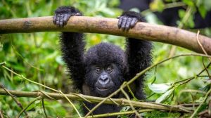 gorilla trekking