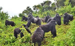 gorilla trekking