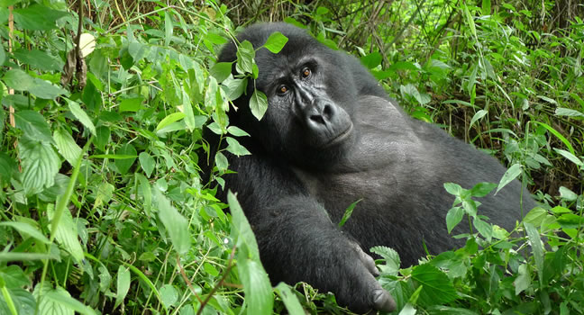 gorilla Tracking