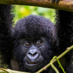 A gorilla in Bwindi