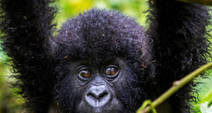 A gorilla in Bwindi