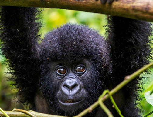 A gorilla in Bwindi