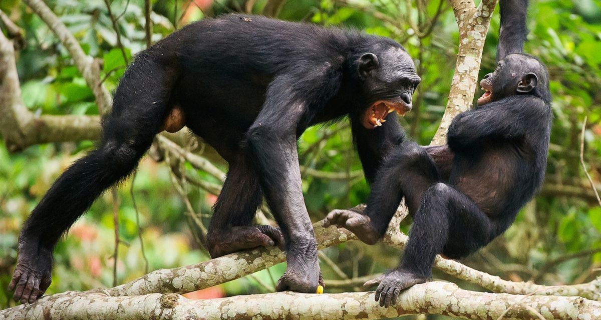 Ngogo chimpanzee war