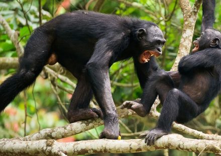 Ngogo chimpanzee war