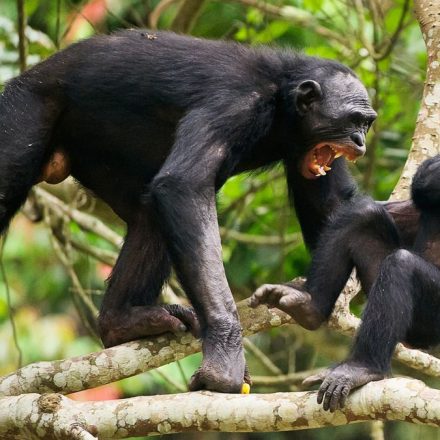 Ngogo chimpanzee war