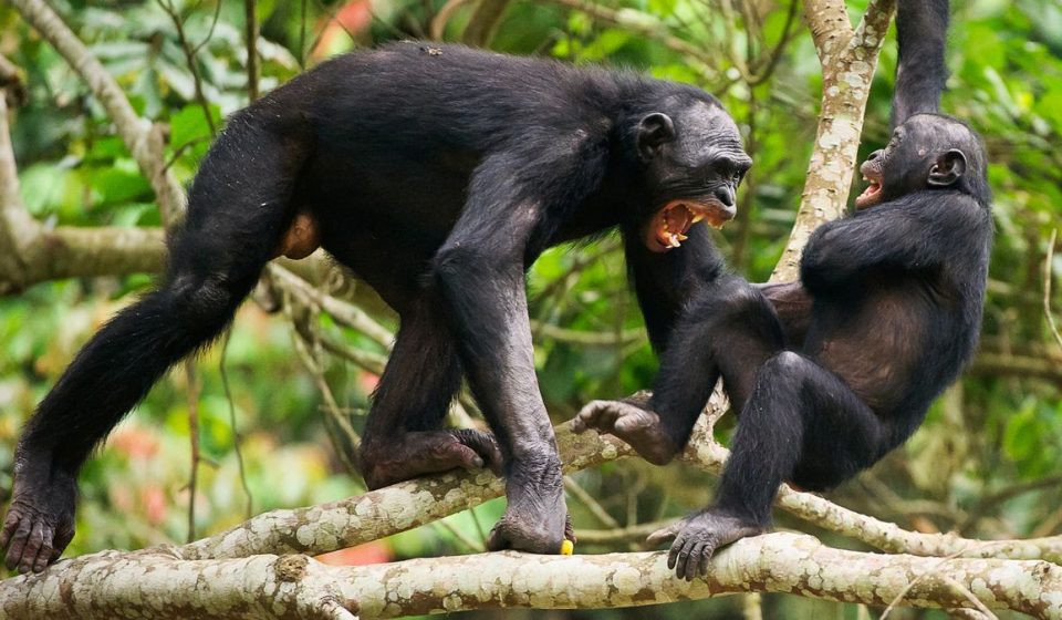 Ngogo chimpanzee war