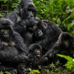 Uganda safari