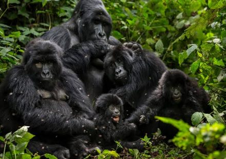 Uganda safari