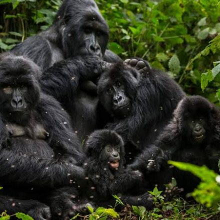 Uganda safari