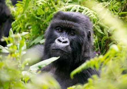 gorilla trekking